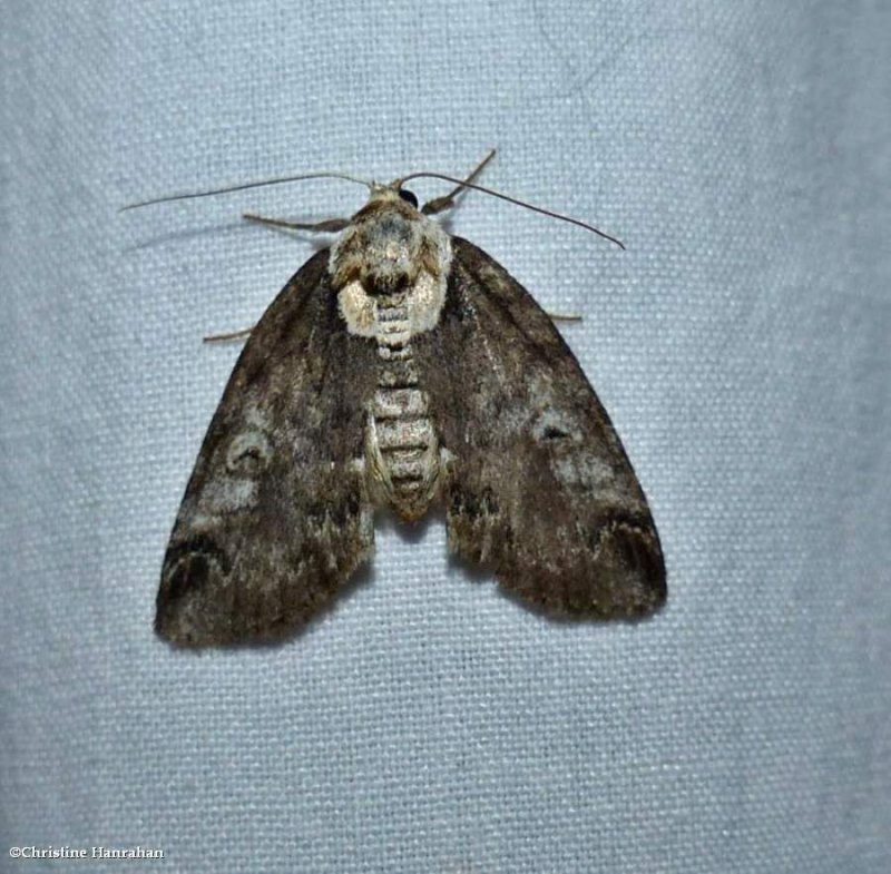 Eyed baileya moth   (Baileya ophthalmica), #8970