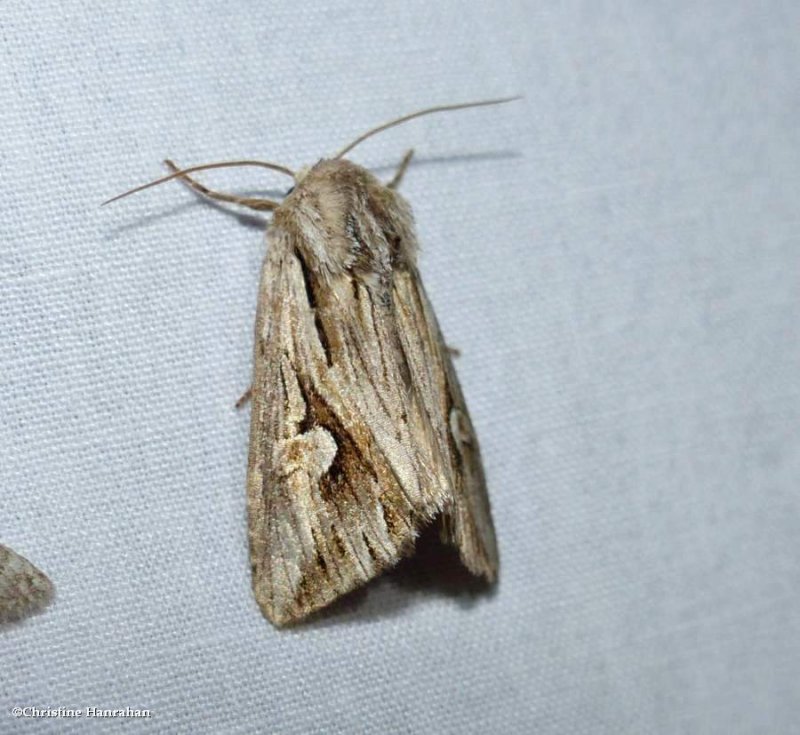 Gray half-spot moth (Nedra ramosula), #9582