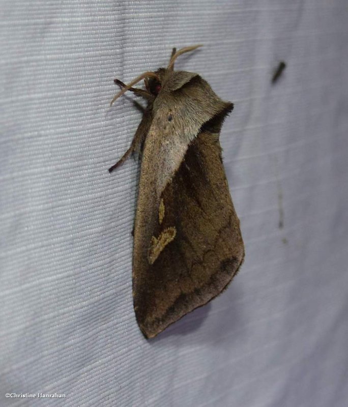Cattail borer moth  (Bellura obliqua), #9525