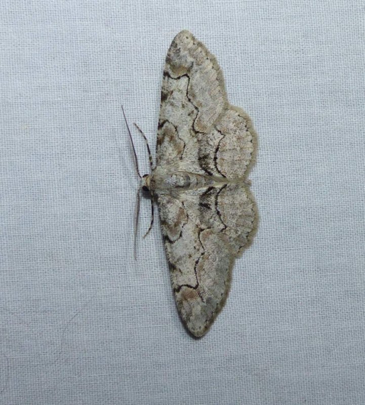 Bent-line gray moth (Iridopsis larvaria), #6588
