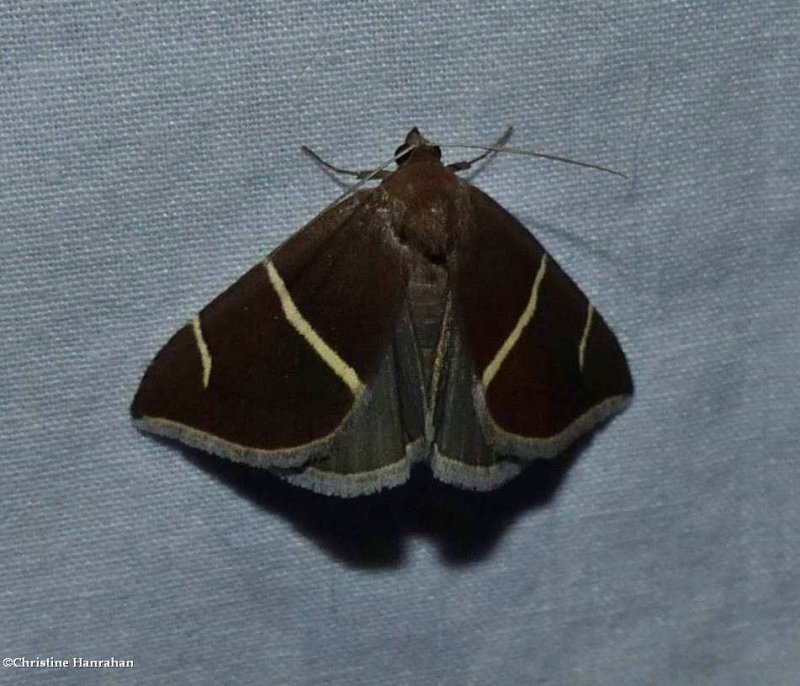 Short-lined chocolate moth   (Argyrostrotis anilis), #8764