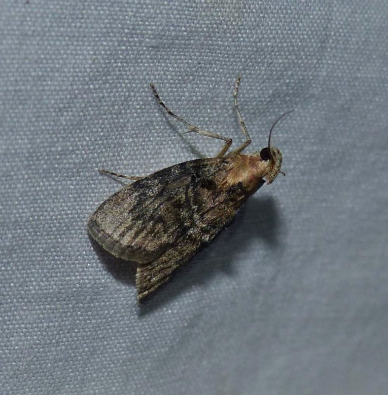 Pyralid moth (Pococera)