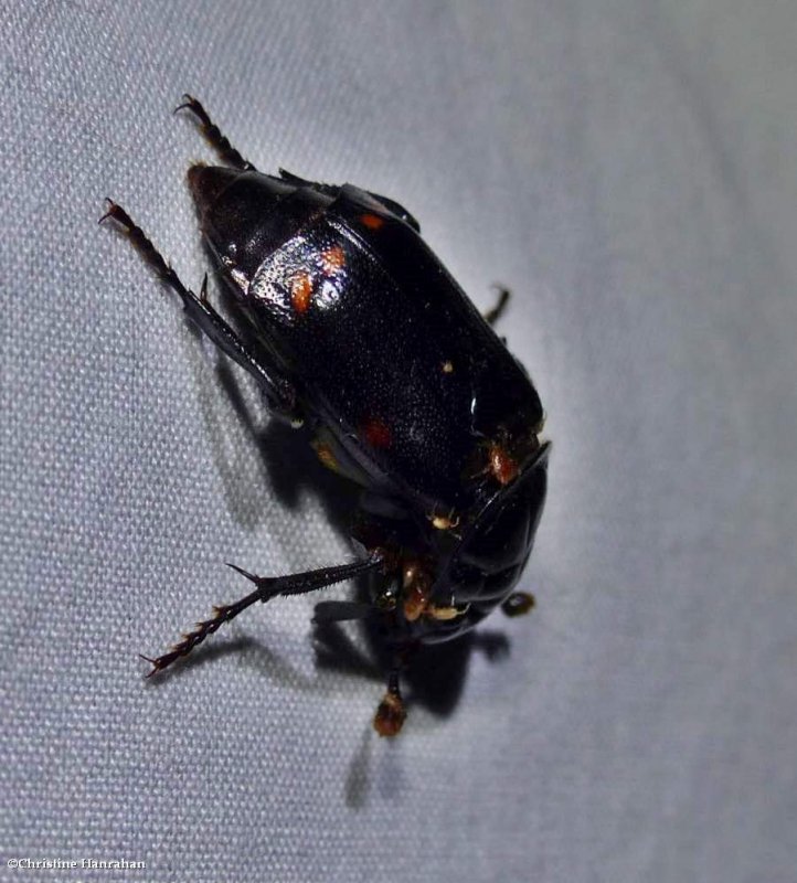 Carrion beetle (Nicrophorus pustulatus)