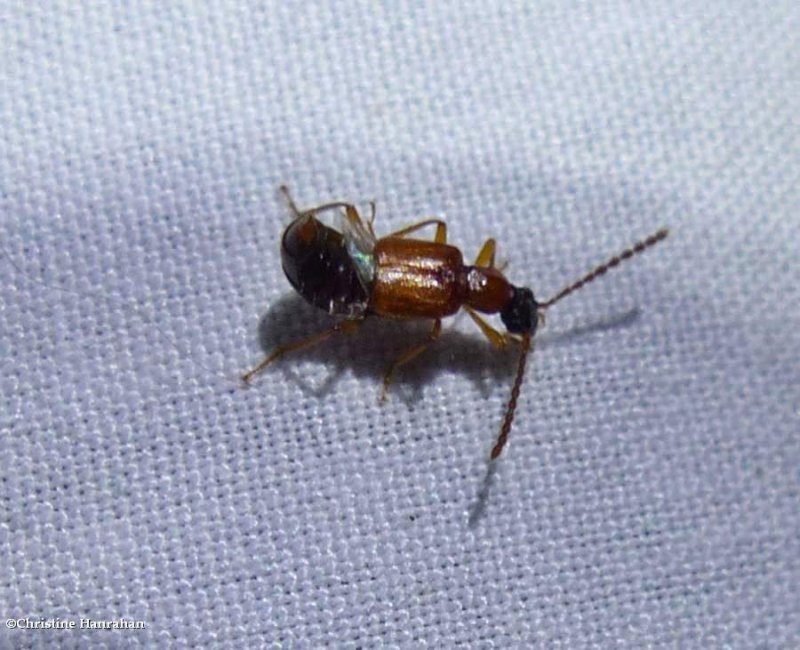 Rove beetle (Deleaster dichrous)