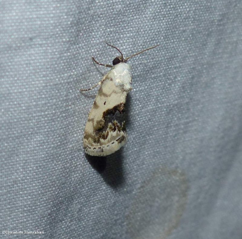 Small bird dropping moth  (Ponometia erastrioides), #9095