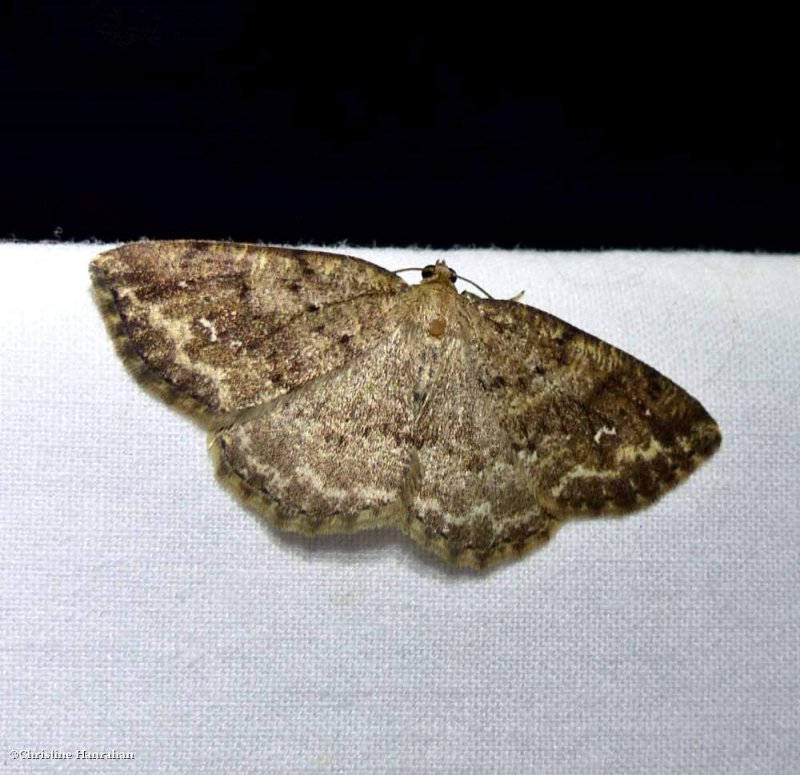 Geometer moth (<em>Homochlodes</em>)