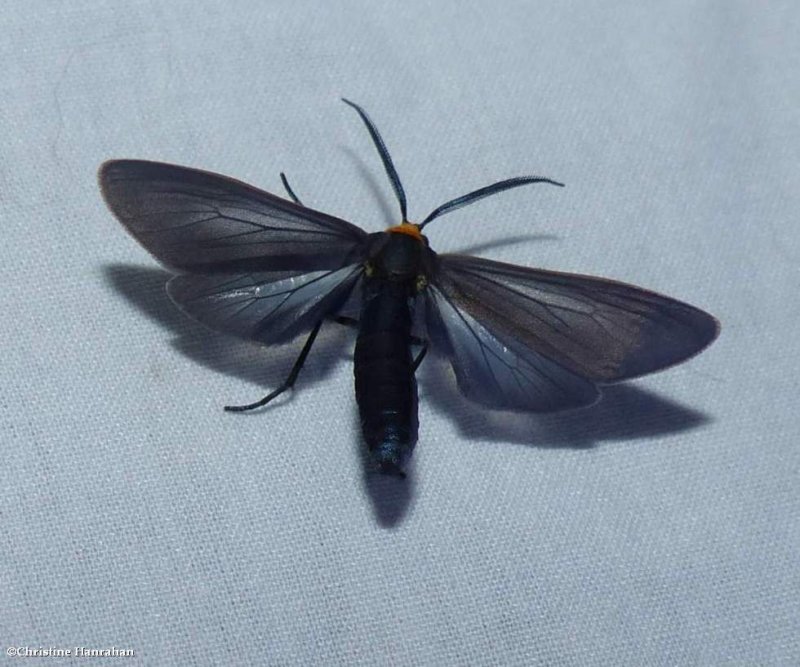 Yellow-collared scape moth (Cisseps fulvicollis), #8267