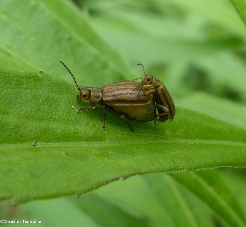 Skeletonizing leaf beetles (Ophraella conferta), mating pair