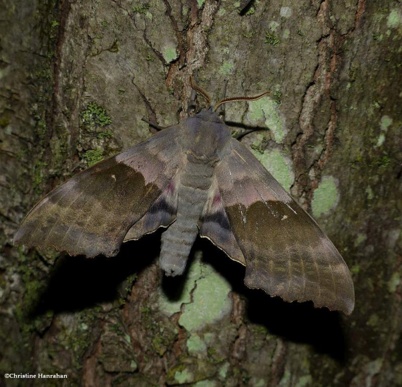 Modest sphinx  moth (Pachysphinx modesta), #7828