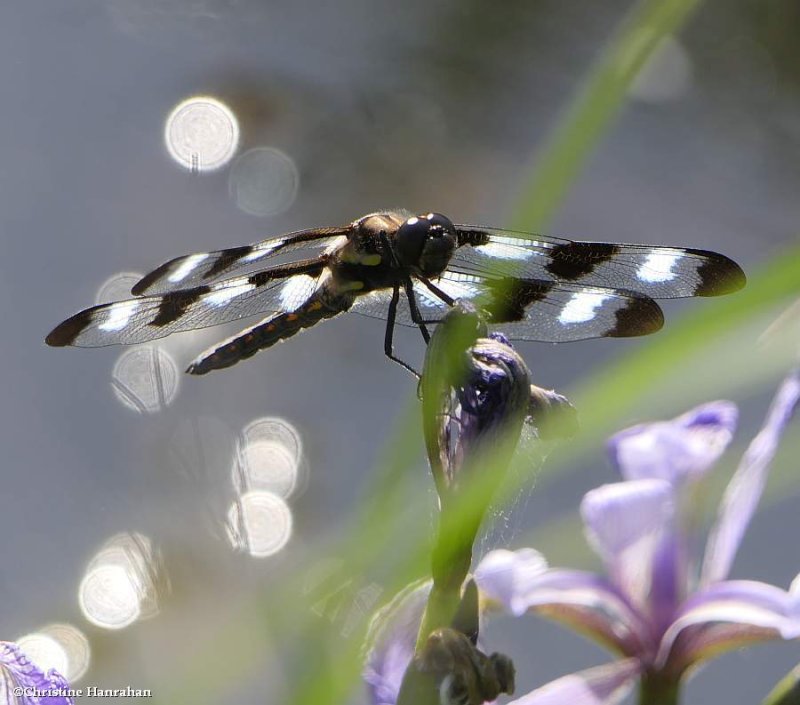 Twelve-spotted Skimmers (Lebellula pulchella)