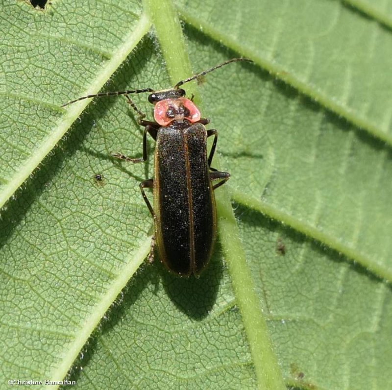 Soldier beetle (Podabrus brevicollis)