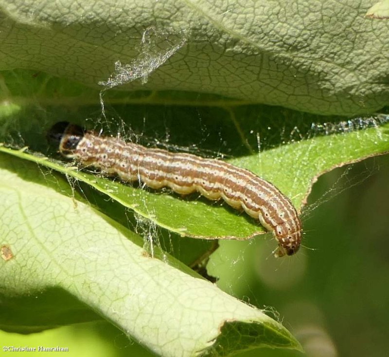 Twirler moth caterpillar (Filatima)