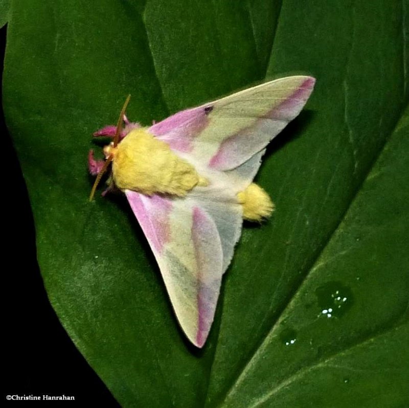 Rosy maple moth  (Dryocampa rubicunda), #7715