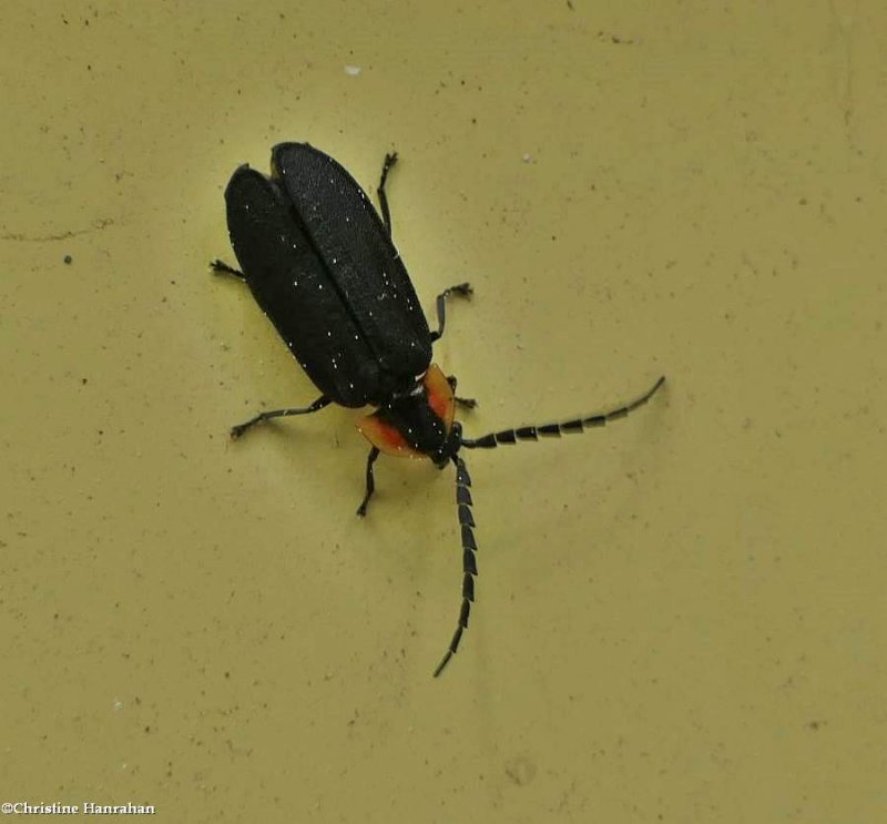Black firefly (Lucidota atra)