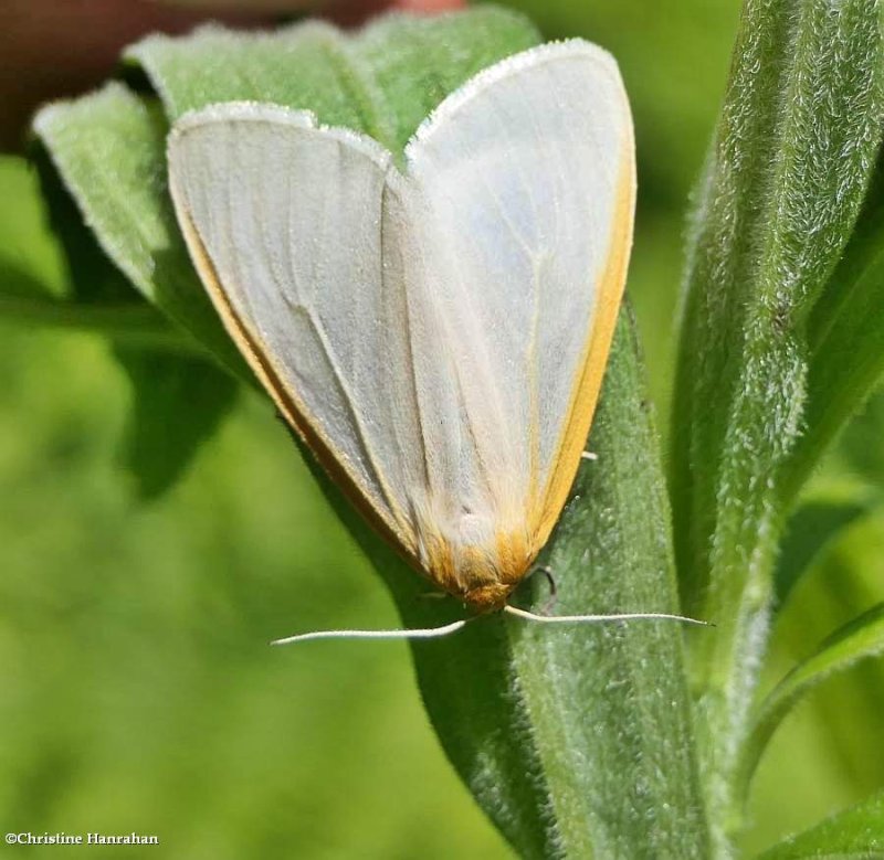 Delicate cycnia moth (Cycnia tenera) #8230