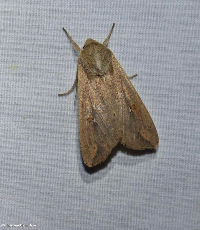 White speck moth (Mythimna unipuncta), #10438