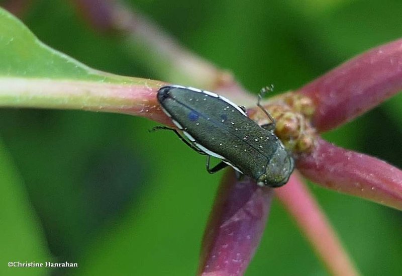Metallic wood-boring beetle (Agrilus)