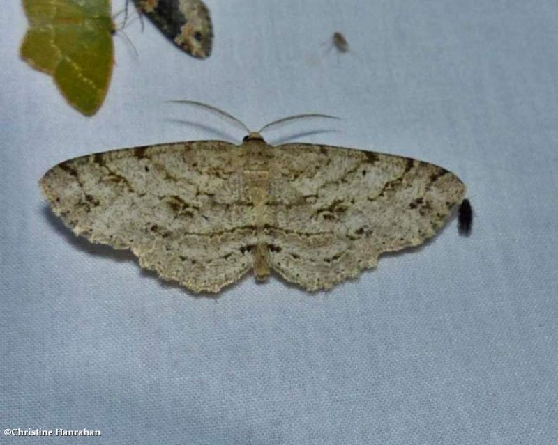Signate melanolophia moth (Melanolophia signataria), 6621