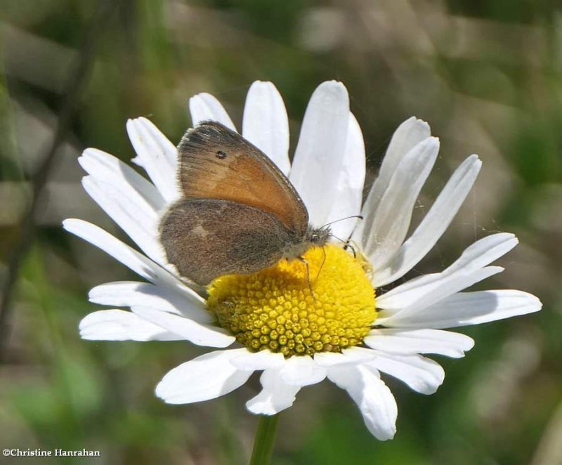 Common ringlet butterfly (Coenonympha tullia)