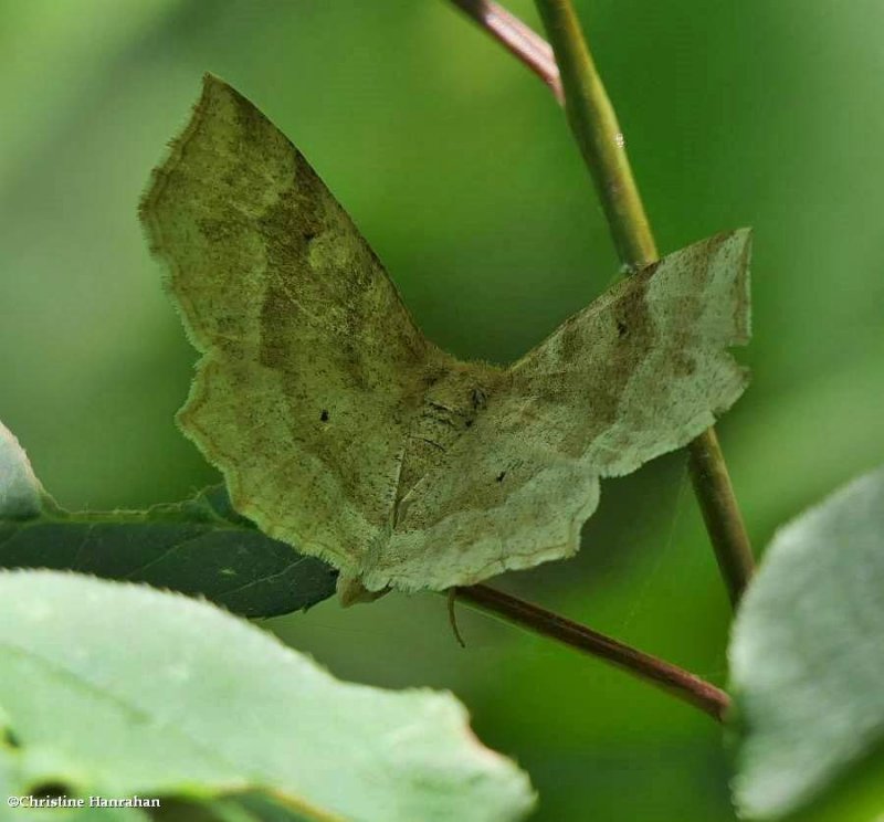 Pale metarranthis moth (Metarranthis indeclinata), #6825