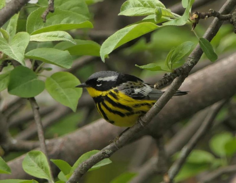 Magnolia warbler