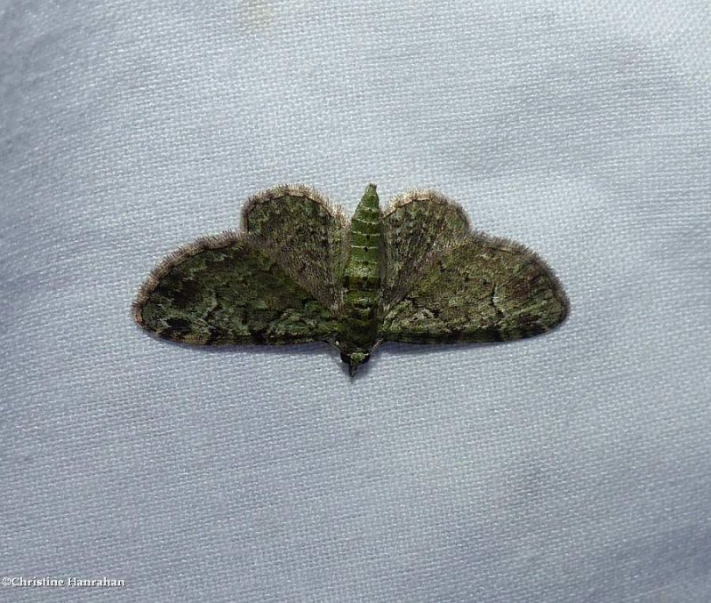 Green pug moth  (Pasiphila rectangulata), #7625