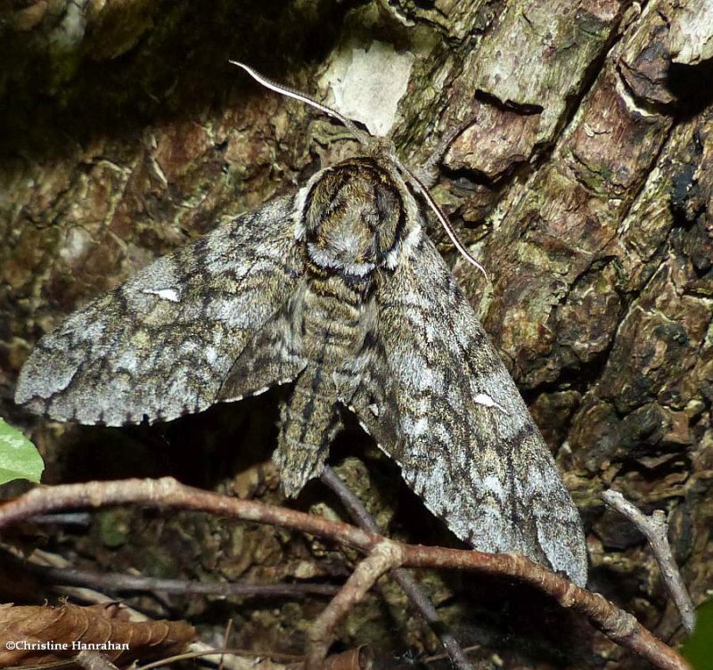 Waved sphinx  (Ceratomia undulosa), #7787