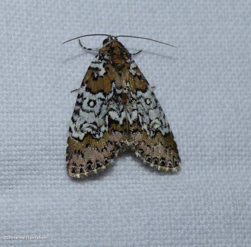 Owl-eyed bird-dropping moth  (Cerma cora), #9061