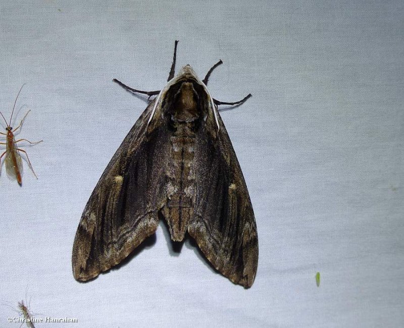 Elm sphinx (Ceratomia amyntor), #7786