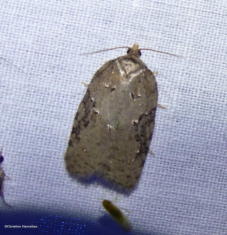 Lesser maple leafroller moth (Acleris chalybeana), #3539