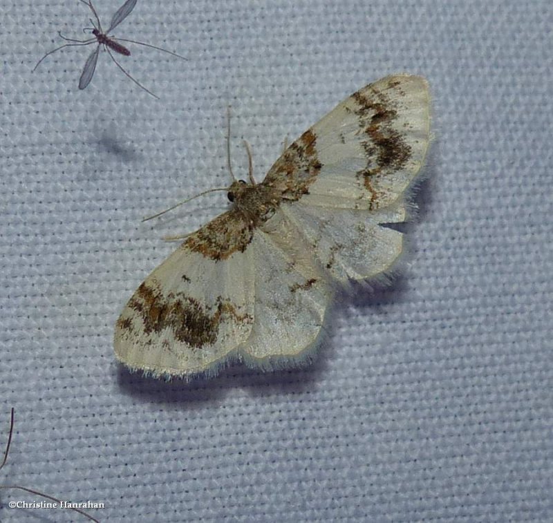 Geometrid moth (Hydrelia condensata), #7420