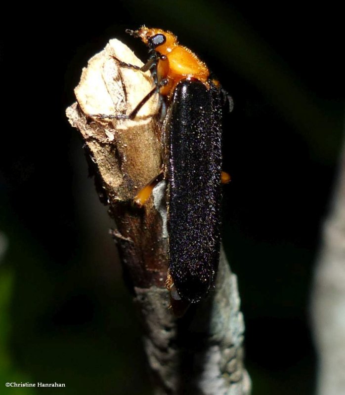 Fire-coloured beetle (Neopyrochroa femoralis)