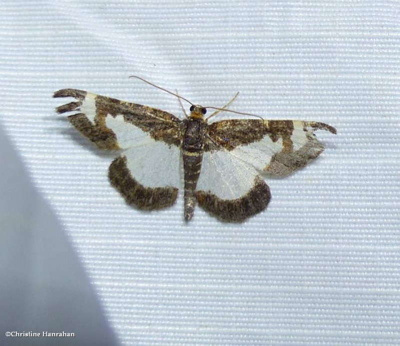Common spring moth (eliomata cycladata), #6261