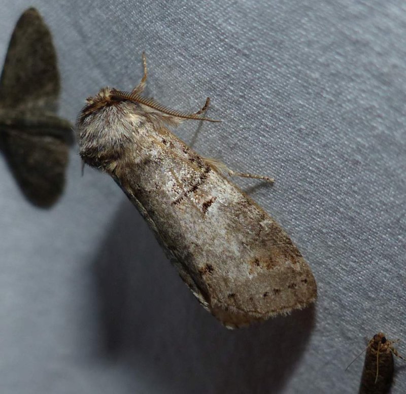 Linden prominent moth (Ellida caniplaga), #7930