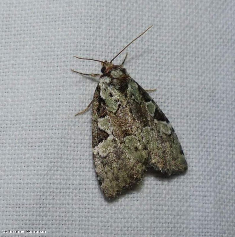 Marbled green leuconycta moth  (Leuconycta lepidula), #9066