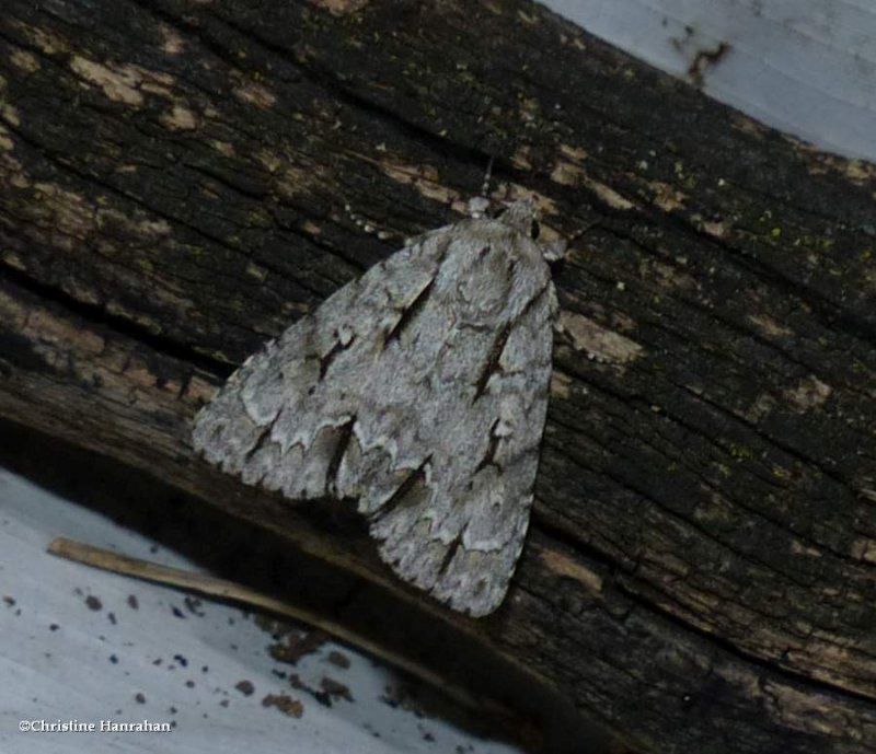 Speared dagger moth  (Acronicta hasta), #9229