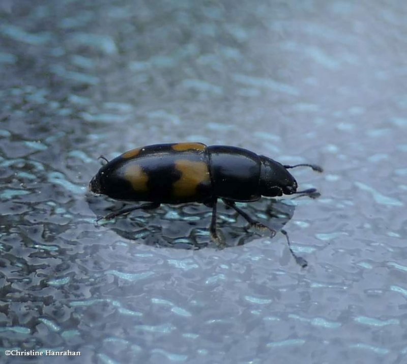 Picnic beetle (Glischrochilus fasciatus)