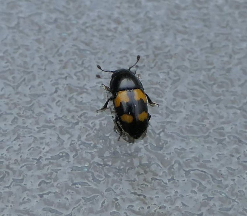  Picnic beetle (Glischrochilus fasciatus)