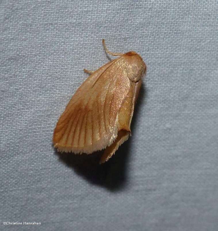 Early button slug  (Tortricidia testacea), #4652