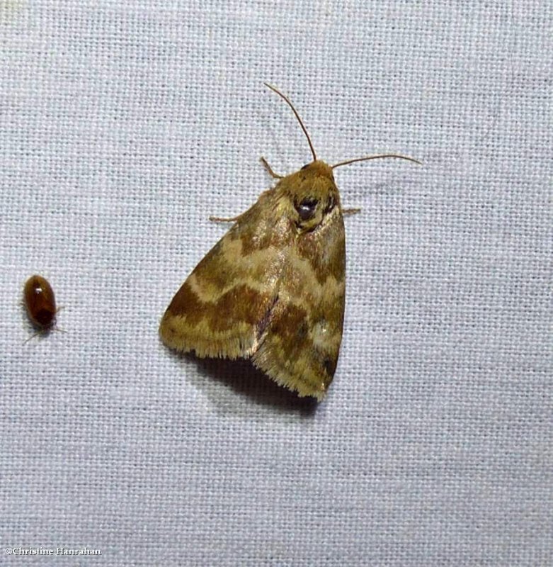 Erigeron flower moth (Schinia obscurata), #11118