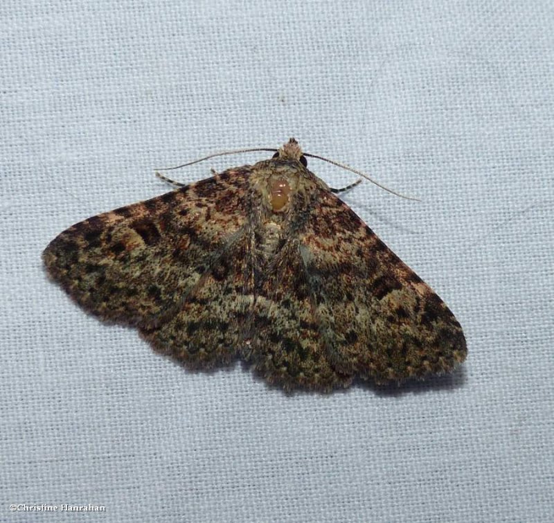 Common fungus moth   (Metalectra discalis), #8499