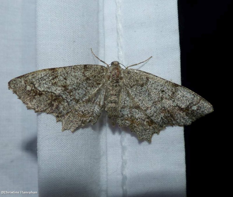 One-spotted variant moth (Hypagyrtis unipunctata), #6654