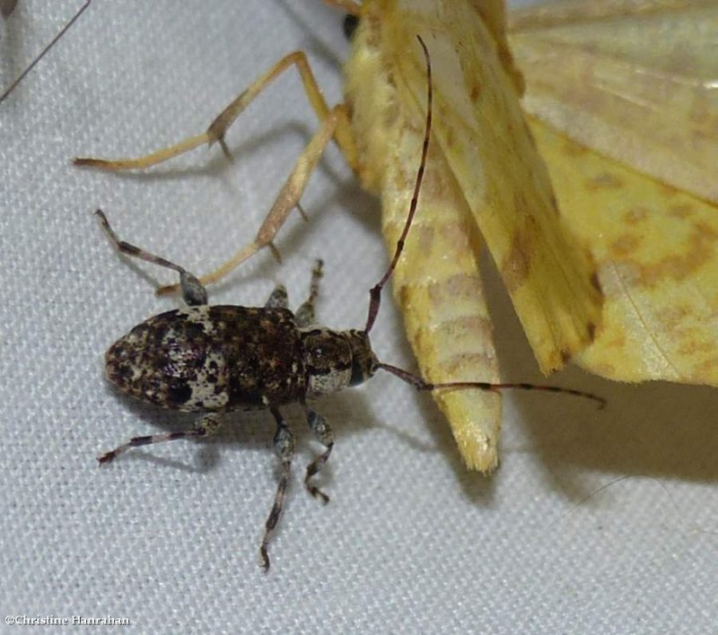 Long-horned beetle (Astylopsis macula)