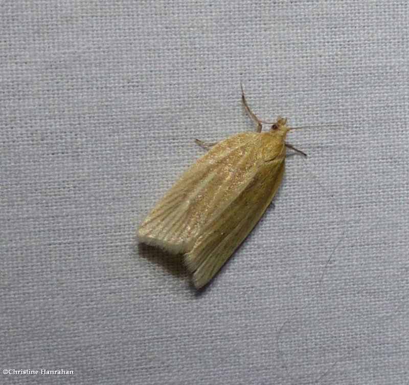 Tortricid moth (Clepsis clemensiana), #3684