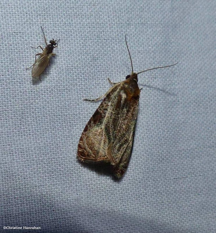 Tortricid moth (Olethreutes sp.)