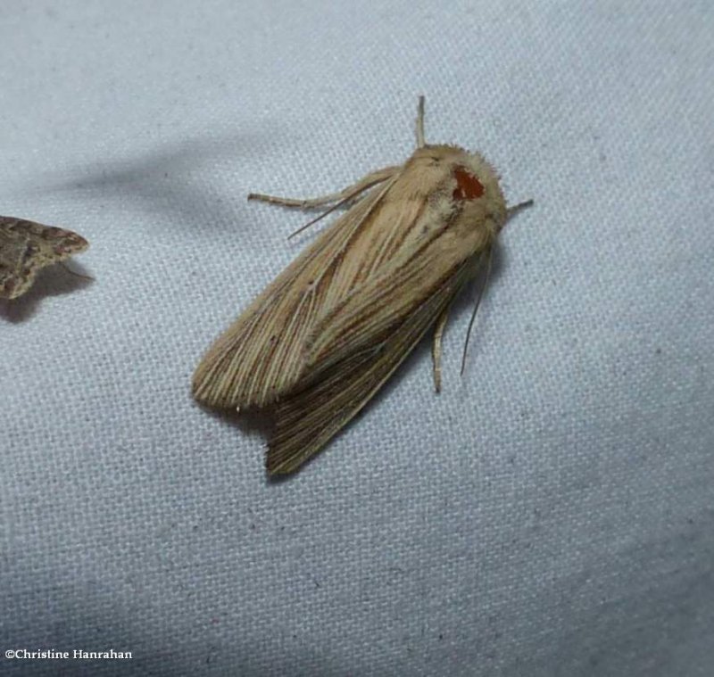 Many-lined wainscot moth  (Leucania multilinea), #10446