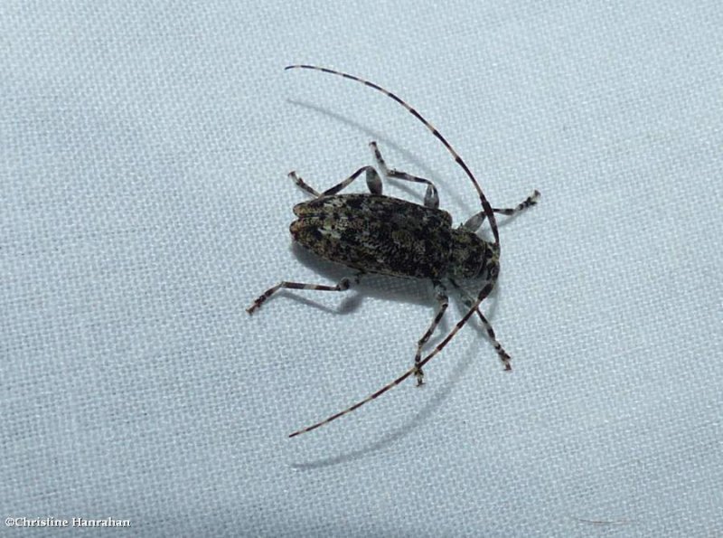 Long-horned beetle (Astyleiopus variegatus)