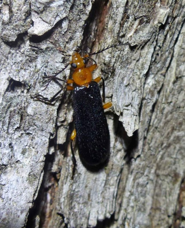 Fire-colored beetle (Neopyrochroa femoralis)