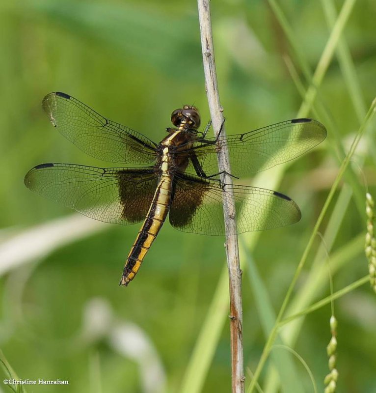 Widow Skimmers (Libellula luctuosa)