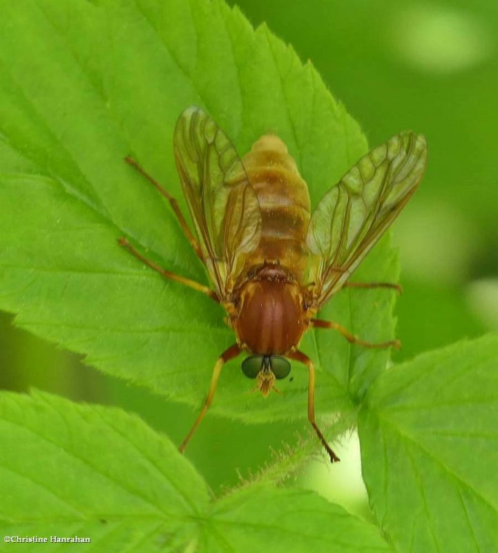 Xylophagid Fly (Coenomyia ferruginea)